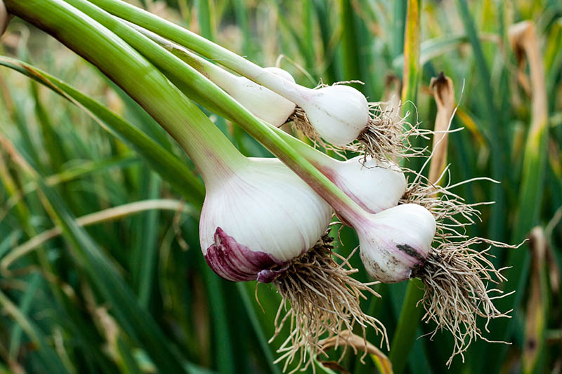 Fresh-Garlic-Harvested.jpg